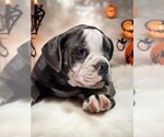 Puppy Oscar Olde English Bulldogge