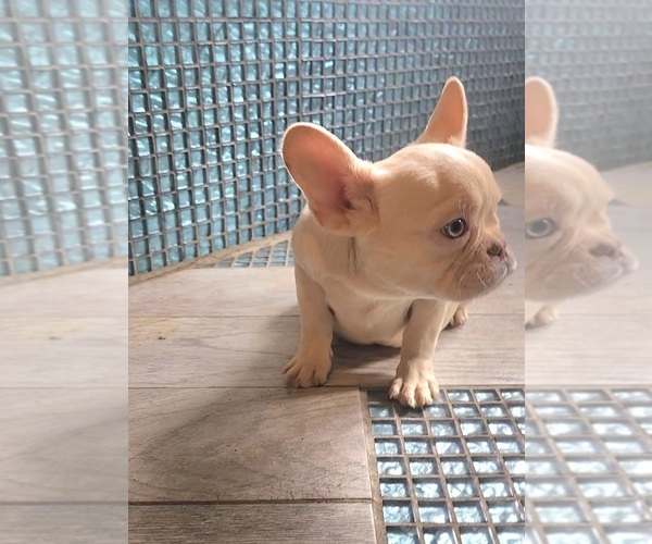 Medium Photo #2 French Bulldog Puppy For Sale in INDIANAPOLIS, IN, USA