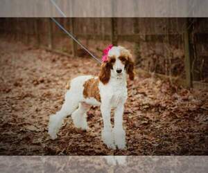 Poodle (Standard) Puppy for sale in GALAX, VA, USA