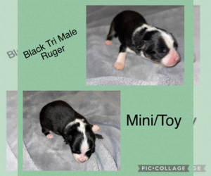 Miniature Australian Shepherd Puppy for sale in VALDOSTA, GA, USA