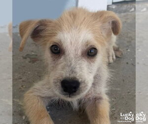 Mutt Dogs for adoption in Washington, DC, USA