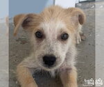Small Mutt