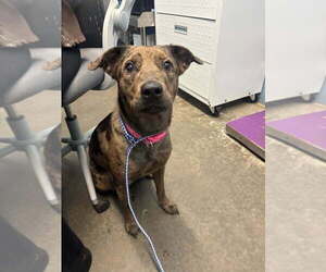 Catahoula Leopard Dog-Unknown Mix Dogs for adoption in Evansville, IN, USA