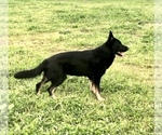 Small Photo #1 German Shepherd Dog Puppy For Sale in GOLDENDALE, WA, USA