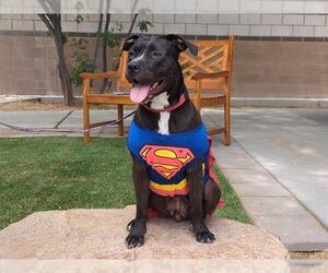 American Pit Bull Terrier-Unknown Mix Dogs for adoption in Las Vegas, NV, USA