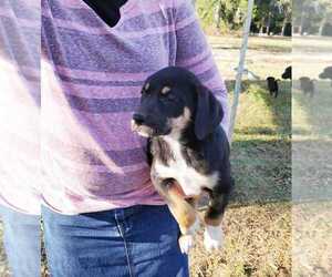 Labrador Retriever-Siberian Husky Mix Puppy for sale in WRIGHTSVILLE, GA, USA