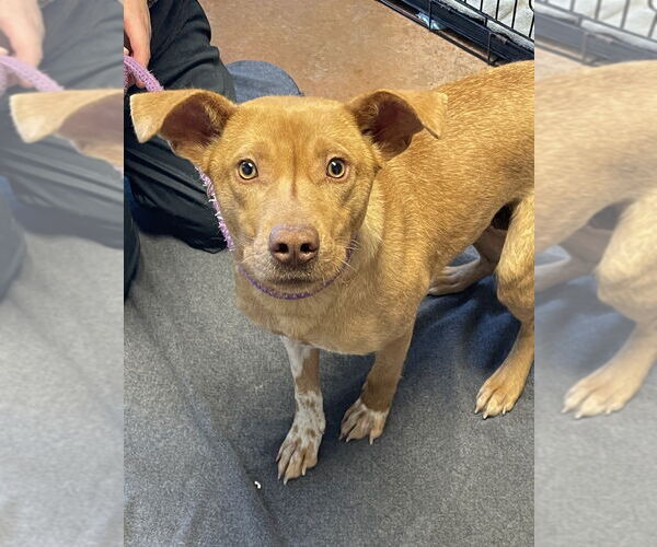 Medium Photo #1 Mutt Puppy For Sale in Bolivar, MO, USA