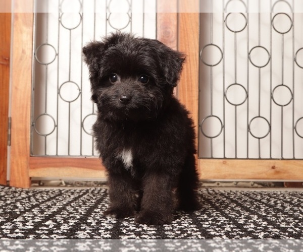 Medium Photo #1 Aussiedoodle Toy Puppy For Sale in NAPLES, FL, USA