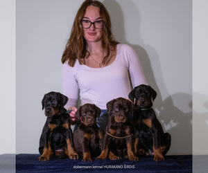 Doberman Pinscher Puppy for sale in Kaunas, Kaunas, Lithuania