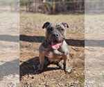 Small #6 American Pit Bull Terrier-Bulldog Mix