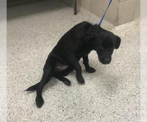 Labrador Retriever-Unknown Mix Dogs for adoption in Conroe, TX, USA