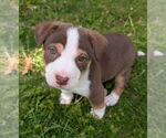 Small #4 Staffordshire Bull Terrier Mix