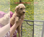 Small Photo #11 Goldendoodle Puppy For Sale in CROTON, MI, USA