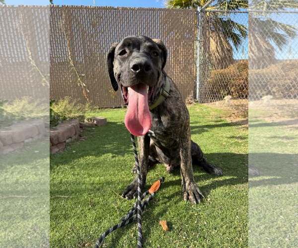 Medium Photo #5 Mutt Puppy For Sale in Goodyear, AZ, USA