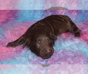 Labradoodle Puppy for sale in LA HABRA, CA, USA