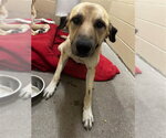 PEACHES - Female Labrador Retriever-Unknown Mix Dog for Adoption - Small photo