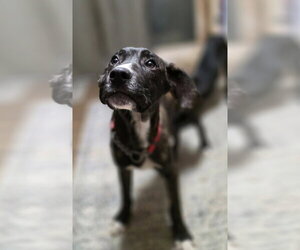 Beloved Babes : Buster - Male Boxer-Great Pyrenees Mix Dog for Adoption - Photo #3