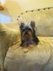 Yorkshire Terrier Puppy for sale in QUINLAN, TX, USA