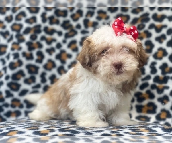 Medium Photo #11 Poovanese Puppy For Sale in LAKELAND, FL, USA