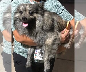 Pomeranian-pomeranian spitz Mix Dogs for adoption in San Antonio, TX, USA