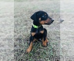 Puppy Lime Collar Doberman Pinscher