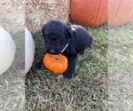 Puppy 1 F2 Aussiedoodle