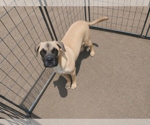 Boxer-Unknown Mix Dogs for adoption in Minneapolis, MN, USA