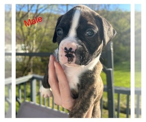 Boxer Puppy for sale in BLUEFIELD, WV, USA