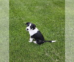 Small Labrador Retriever Mix