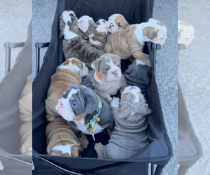 English Bulldog Puppy for sale in FAYETTEVILLE, NC, USA