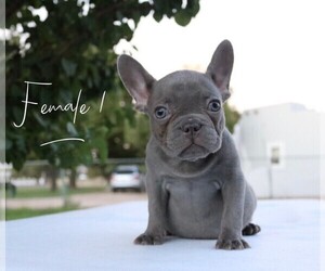 French Bulldog Puppy for Sale in CHANDLER, Arizona USA