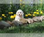 Puppy Woofy Bichon Frise