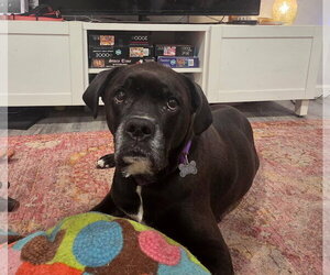 Boxador Dogs for adoption in Woodbury, MN, USA