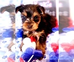 Small #3 Yorkshire Terrier