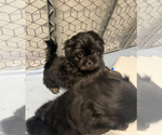 Small #5 Shih Tzu