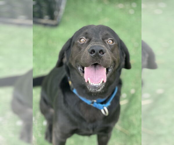 Medium Photo #6 Labrador Retriever-Unknown Mix Puppy For Sale in Evansville, IN, USA