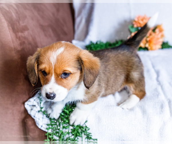 Medium Photo #4 Dorgi Puppy For Sale in WAKARUSA, IN, USA