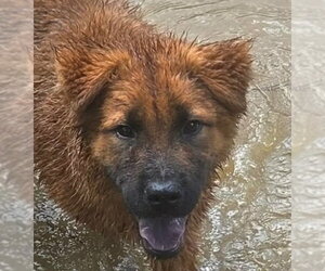 Retriever -Unknown Mix Dogs for adoption in Canton, CT, USA
