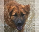 Small Retriever  Mix