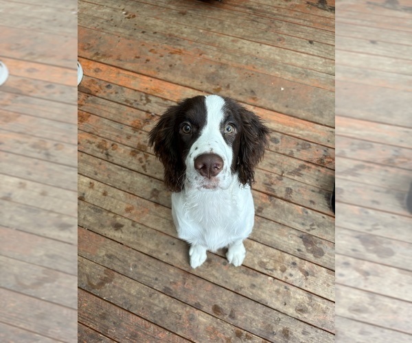 Medium Photo #1 English Springer Spaniel Puppy For Sale in TUALATIN, OR, USA