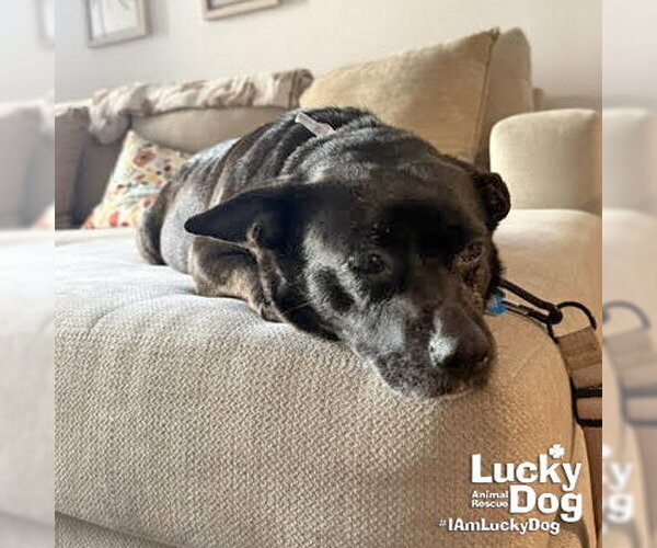 Medium Photo #6 Chihuahua-Unknown Mix Puppy For Sale in Washington, DC, USA