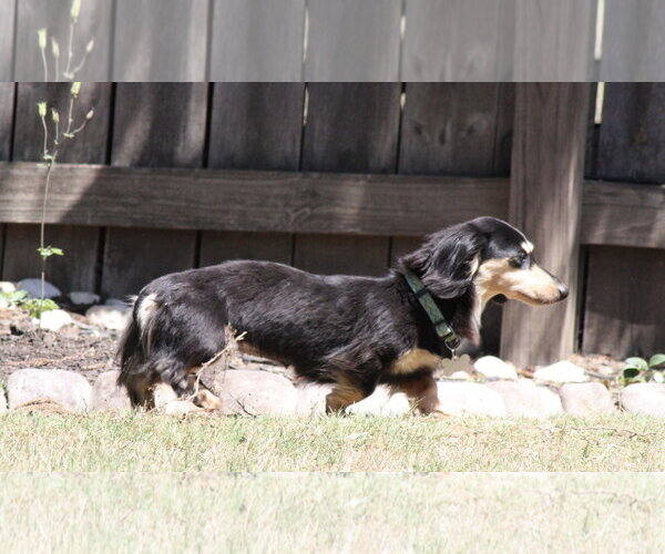 Medium Photo #4 Dachshund Puppy For Sale in Fruitland, SC, USA
