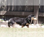 Small #3 Dachshund