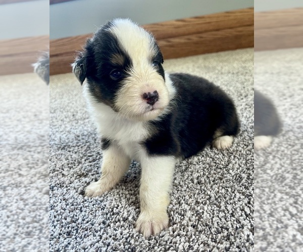 Medium Photo #5 Australian Shepherd Puppy For Sale in LODA, IL, USA