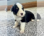 Small #4 Australian Shepherd