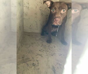 American Pit Bull Terrier Dogs for adoption in West Palm Beach, FL, USA