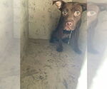 Small American Pit Bull Terrier