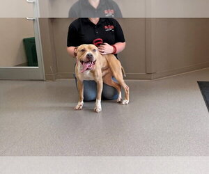 Mutt Dogs for adoption in La Porte, IN, USA