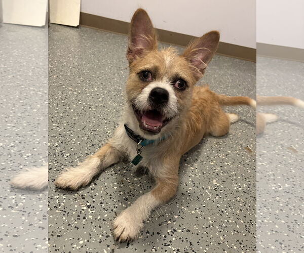 Medium Photo #6 Cairn Terrier-Unknown Mix Puppy For Sale in Clarkston, MI, USA