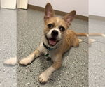 Small #5 Cairn Terrier Mix